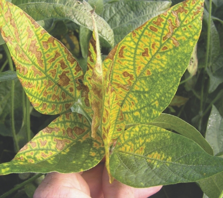 Understanding of soybean taproot decline disease evolving